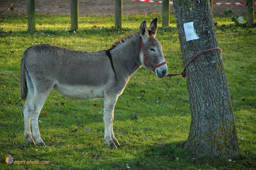 Nom de l'image : D30082779_1_(c)Norbert-JUNG — Description :